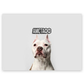 Поздравительная открытка с принтом Стаффордшир в Белгороде, 100% бумага | плотность бумаги 280 г/м2, матовая, на обратной стороне линовка и место для марки
 | пес | питбуль | собака | стафф | стаффордширский терьер