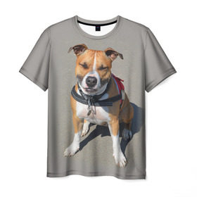 Мужская футболка 3D с принтом Стаффордшир в Белгороде, 100% полиэфир | прямой крой, круглый вырез горловины, длина до линии бедер | животные | пес | питбуль | природа | собака | стафф | стаффордшир | стаффордширский терьер