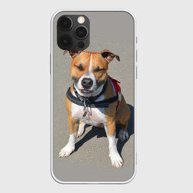 Чехол для iPhone 12 Pro Max с принтом Стаффордшир в Белгороде, Силикон |  | Тематика изображения на принте: животные | пес | питбуль | природа | собака | стафф | стаффордшир | стаффордширский терьер