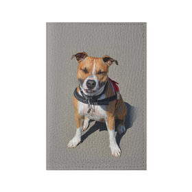 Обложка для паспорта матовая кожа с принтом Стаффордшир в Белгороде, натуральная матовая кожа | размер 19,3 х 13,7 см; прозрачные пластиковые крепления | животные | пес | питбуль | природа | собака | стафф | стаффордшир | стаффордширский терьер