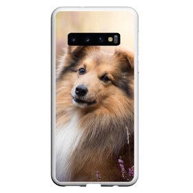 Чехол для Samsung Galaxy S10 с принтом Шелти в Белгороде, Силикон | Область печати: задняя сторона чехла, без боковых панелей | dog | взгляд | колли | собака