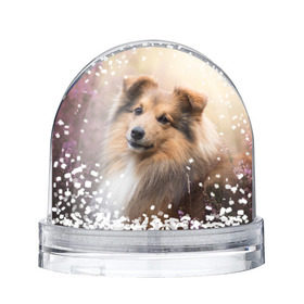 Снежный шар с принтом Шелти в Белгороде, Пластик | Изображение внутри шара печатается на глянцевой фотобумаге с двух сторон | dog | взгляд | колли | собака