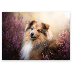 Поздравительная открытка с принтом Шелти в Белгороде, 100% бумага | плотность бумаги 280 г/м2, матовая, на обратной стороне линовка и место для марки
 | Тематика изображения на принте: dog | взгляд | колли | собака
