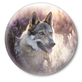 Значок с принтом Волк в Белгороде,  металл | круглая форма, металлическая застежка в виде булавки | dog | взгляд | волк | лайка | собака | хаски