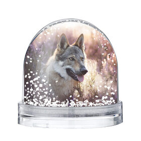 Снежный шар с принтом Волк в Белгороде, Пластик | Изображение внутри шара печатается на глянцевой фотобумаге с двух сторон | dog | взгляд | волк | лайка | собака | хаски