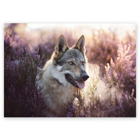 Поздравительная открытка с принтом Волк в Белгороде, 100% бумага | плотность бумаги 280 г/м2, матовая, на обратной стороне линовка и место для марки
 | dog | взгляд | волк | лайка | собака | хаски