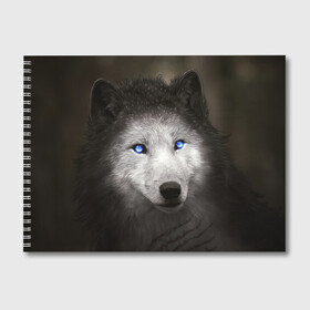 Альбом для рисования с принтом Голубоглазый волк в Белгороде, 100% бумага
 | матовая бумага, плотность 200 мг. | волк | глаза | охотник | серый | хищник