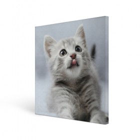 Холст квадратный с принтом Котенок в Белгороде, 100% ПВХ |  | голова | животные | кот | котенок | котик | кошка | мордочка | природа | язык