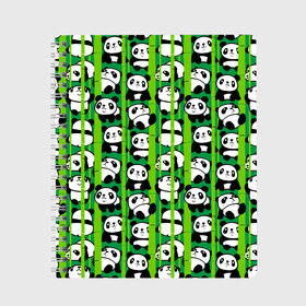 Тетрадь с принтом Медведи панда в Белгороде, 100% бумага | 48 листов, плотность листов — 60 г/м2, плотность картонной обложки — 250 г/м2. Листы скреплены сбоку удобной пружинной спиралью. Уголки страниц и обложки скругленные. Цвет линий — светло-серый
 | animals | bamboo | bears | branches | funny | panda | trees | аниме | бамбук | весёлые | ветки | графика | деревья | животные | зелёный | искусство | картинка | красивый | крутой | малыши | медведи | мода | модный | молодёжная