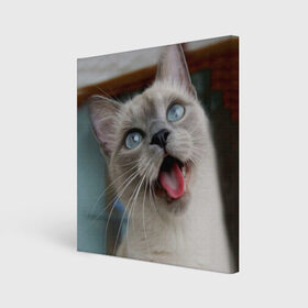 Холст квадратный с принтом Сиамский котенок в Белгороде, 100% ПВХ |  | животные | кот | котенок | котик | кошечка | кошка | милый | мордочка | показывает язык | прикол | серый | сиамская | сиамская кошка | сиамский котенок | юмор | язык
