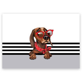 Поздравительная открытка с принтом Такса в очках в Белгороде, 100% бумага | плотность бумаги 280 г/м2, матовая, на обратной стороне линовка и место для марки
 | animal | black | breed | dachshund | dog | domestic | drawing | gra | polka | red | shawl | stripes | white | белый | горошек | графика | домашняя | животное | красный | надпись | очки | платок | полосы | порода | рисунок | собака | такса | текс