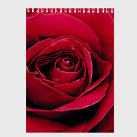 Скетчбук с принтом Бутон алой розы в Белгороде, 100% бумага
 | 48 листов, плотность листов — 100 г/м2, плотность картонной обложки — 250 г/м2. Листы скреплены сверху удобной пружинной спиралью | 8 | day | flower | flowers | international | nature | pud | rose | roses | womens | бутон | день | женский | марта | международный | природа | растение | роза | розы | цветок | цветы