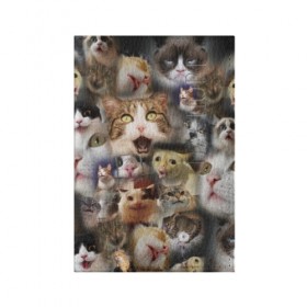 Обложка для паспорта матовая кожа с принтом Те самые коты в Белгороде, натуральная матовая кожа | размер 19,3 х 13,7 см; прозрачные пластиковые крепления | Тематика изображения на принте: грустный кот мем | кот | кот мем | коты | кошка | мем | мем про котов | мемы | мемы с котами