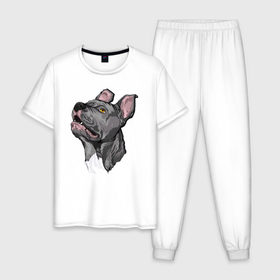Мужская пижама хлопок с принтом Pitbull в Белгороде, 100% хлопок | брюки и футболка прямого кроя, без карманов, на брюках мягкая резинка на поясе и по низу штанин
 | dog | pitbull | питбуль | собака | собаки
