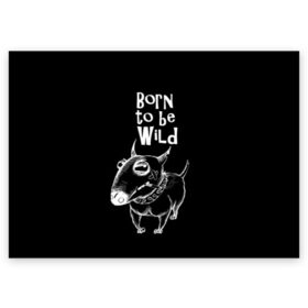 Поздравительная открытка с принтом Born to be wild в Белгороде, 100% бумага | плотность бумаги 280 г/м2, матовая, на обратной стороне линовка и место для марки
 | angry | animals | authority | b | black and white | bull terrier | bully | cool | dog | fight | illustration | swag | thug | wild | авторитет | бандит | бойцовый | бультерьер | дикий | животные | злой | иллюстрация | крутой | надпись | ошейник | п