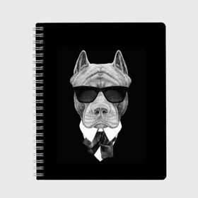Тетрадь с принтом Питбуль в Белгороде, 100% бумага | 48 листов, плотность листов — 60 г/м2, плотность картонной обложки — 250 г/м2. Листы скреплены сбоку удобной пружинной спиралью. Уголки страниц и обложки скругленные. Цвет линий — светло-серый
 | animals | black | black and white | cool | dog | fight | gentleman | head | illustration | pitbull | swag | white | авторитет | белая | бойцовый | галстук бабочка | голова | джентльмен | животные | иллюстрация | костюм | крутой | очки | 
