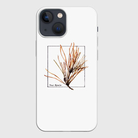 Чехол для iPhone 13 mini с принтом Pinus Sylvestris в Белгороде,  |  | абстракция | авторская работа | ботаническая иллюстрация | деревья | иллюстрации | минимализм | сосна | цветы