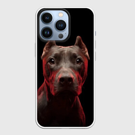 Чехол для iPhone 13 Pro с принтом Стафф в Белгороде,  |  | амстафф | голова | животные | мордочка | природа | собака | стафф | стаффордширский терьер