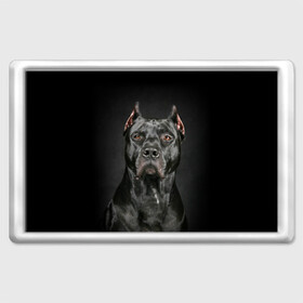 Магнит 45*70 с принтом Питбуль в Белгороде, Пластик | Размер: 78*52 мм; Размер печати: 70*45 | animal | black | breed | bull | combat | dog | ears | eyes | image | muzzle | nose | pit bull | portrait | боевой | бугай | глаза | животное | изображение | нос | пес | питбуль | порода | портрет | псина | собака | уши | черный