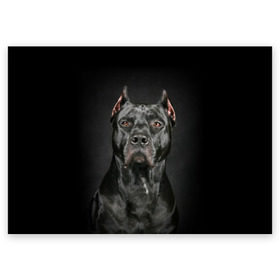 Поздравительная открытка с принтом Питбуль в Белгороде, 100% бумага | плотность бумаги 280 г/м2, матовая, на обратной стороне линовка и место для марки
 | animal | black | breed | bull | combat | dog | ears | eyes | image | muzzle | nose | pit bull | portrait | боевой | бугай | глаза | животное | изображение | нос | пес | питбуль | порода | портрет | псина | собака | уши | черный