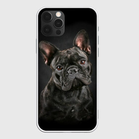 Чехол для iPhone 12 Pro Max с принтом Французский бульдог в Белгороде, Силикон |  | Тематика изображения на принте: animal | background | beast | black | breed | bulldog | cool | cute | dog | ears | french | jaw | look | muzzle | portrait | wool | бульдог | взгляд | животное | зверь | милый | пёс | порода | портрет | прикольно | псина | собака | уши | фон | фра