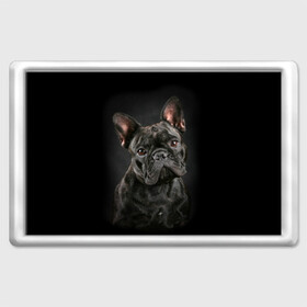 Магнит 45*70 с принтом Французский бульдог в Белгороде, Пластик | Размер: 78*52 мм; Размер печати: 70*45 | Тематика изображения на принте: animal | background | beast | black | breed | bulldog | cool | cute | dog | ears | french | jaw | look | muzzle | portrait | wool | бульдог | взгляд | животное | зверь | милый | пёс | порода | портрет | прикольно | псина | собака | уши | фон | фра