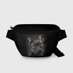 Поясная сумка 3D с принтом Французский бульдог в Белгороде, 100% полиэстер | плотная ткань, ремень с регулируемой длиной, внутри несколько карманов для мелочей, основное отделение и карман с обратной стороны сумки застегиваются на молнию | Тематика изображения на принте: animal | background | beast | black | breed | bulldog | cool | cute | dog | ears | french | jaw | look | muzzle | portrait | wool | бульдог | взгляд | животное | зверь | милый | пёс | порода | портрет | прикольно | псина | собака | уши | фон | фра