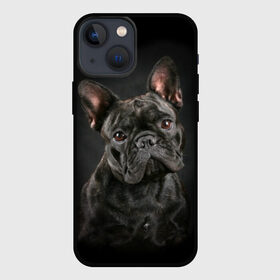 Чехол для iPhone 13 mini с принтом Французский бульдог в Белгороде,  |  | animal | background | beast | black | breed | bulldog | cool | cute | dog | ears | french | jaw | look | muzzle | portrait | wool | бульдог | взгляд | животное | зверь | милый | пёс | порода | портрет | прикольно | псина | собака | уши | фон | фра