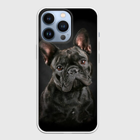 Чехол для iPhone 13 Pro с принтом Французский бульдог в Белгороде,  |  | animal | background | beast | black | breed | bulldog | cool | cute | dog | ears | french | jaw | look | muzzle | portrait | wool | бульдог | взгляд | животное | зверь | милый | пёс | порода | портрет | прикольно | псина | собака | уши | фон | фра