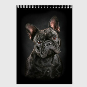 Скетчбук с принтом Французский бульдог в Белгороде, 100% бумага
 | 48 листов, плотность листов — 100 г/м2, плотность картонной обложки — 250 г/м2. Листы скреплены сверху удобной пружинной спиралью | animal | background | beast | black | breed | bulldog | cool | cute | dog | ears | french | jaw | look | muzzle | portrait | wool | бульдог | взгляд | животное | зверь | милый | пёс | порода | портрет | прикольно | псина | собака | уши | фон | фра