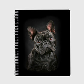 Тетрадь с принтом Французский бульдог в Белгороде, 100% бумага | 48 листов, плотность листов — 60 г/м2, плотность картонной обложки — 250 г/м2. Листы скреплены сбоку удобной пружинной спиралью. Уголки страниц и обложки скругленные. Цвет линий — светло-серый
 | Тематика изображения на принте: animal | background | beast | black | breed | bulldog | cool | cute | dog | ears | french | jaw | look | muzzle | portrait | wool | бульдог | взгляд | животное | зверь | милый | пёс | порода | портрет | прикольно | псина | собака | уши | фон | фра