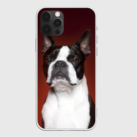 Чехол для iPhone 12 Pro Max с принтом Французский бульдог в Белгороде, Силикон |  | Тематика изображения на принте: animal | background | beast | black | breed | bulldog | color | cool | cute | dog | e | jaw | look | muzzle | portrait | red | white | белый | бульдог | взгляд | животное | зверь | красный | милый | пёс | порода | портрет | прикольно | псина | соб