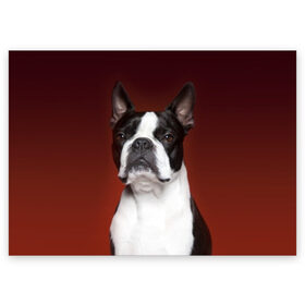 Поздравительная открытка с принтом Французский бульдог в Белгороде, 100% бумага | плотность бумаги 280 г/м2, матовая, на обратной стороне линовка и место для марки
 | animal | background | beast | black | breed | bulldog | color | cool | cute | dog | e | jaw | look | muzzle | portrait | red | white | белый | бульдог | взгляд | животное | зверь | красный | милый | пёс | порода | портрет | прикольно | псина | соб