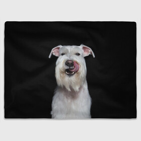 Плед 3D с принтом Белый шнауцер в Белгороде, 100% полиэстер | закругленные углы, все края обработаны. Ткань не мнется и не растягивается | animal | background | beast | black | breed | cool | cute | dog | ears | fangs | jaw | look | muzzle | portrait | tongue | white | wool | белый | взгляд | животное | зверь | клыки | милый | пёс | порода | портрет | прикольно | псина | собака | уши