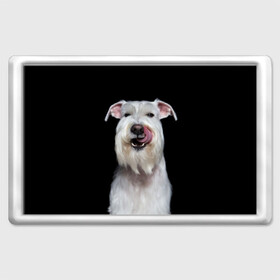Магнит 45*70 с принтом Белый шнауцер в Белгороде, Пластик | Размер: 78*52 мм; Размер печати: 70*45 | animal | background | beast | black | breed | cool | cute | dog | ears | fangs | jaw | look | muzzle | portrait | tongue | white | wool | белый | взгляд | животное | зверь | клыки | милый | пёс | порода | портрет | прикольно | псина | собака | уши