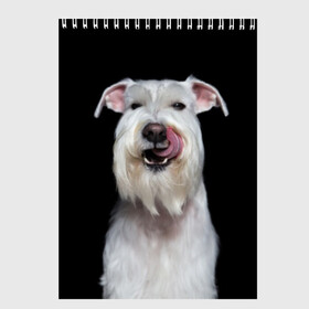 Скетчбук с принтом Белый шнауцер в Белгороде, 100% бумага
 | 48 листов, плотность листов — 100 г/м2, плотность картонной обложки — 250 г/м2. Листы скреплены сверху удобной пружинной спиралью | Тематика изображения на принте: animal | background | beast | black | breed | cool | cute | dog | ears | fangs | jaw | look | muzzle | portrait | tongue | white | wool | белый | взгляд | животное | зверь | клыки | милый | пёс | порода | портрет | прикольно | псина | собака | уши
