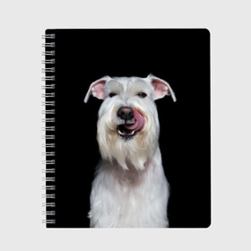 Тетрадь с принтом Белый шнауцер в Белгороде, 100% бумага | 48 листов, плотность листов — 60 г/м2, плотность картонной обложки — 250 г/м2. Листы скреплены сбоку удобной пружинной спиралью. Уголки страниц и обложки скругленные. Цвет линий — светло-серый
 | animal | background | beast | black | breed | cool | cute | dog | ears | fangs | jaw | look | muzzle | portrait | tongue | white | wool | белый | взгляд | животное | зверь | клыки | милый | пёс | порода | портрет | прикольно | псина | собака | уши