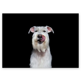 Поздравительная открытка с принтом Белый шнауцер в Белгороде, 100% бумага | плотность бумаги 280 г/м2, матовая, на обратной стороне линовка и место для марки
 | Тематика изображения на принте: animal | background | beast | black | breed | cool | cute | dog | ears | fangs | jaw | look | muzzle | portrait | tongue | white | wool | белый | взгляд | животное | зверь | клыки | милый | пёс | порода | портрет | прикольно | псина | собака | уши
