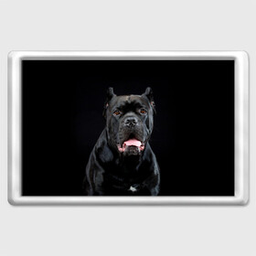 Магнит 45*70 с принтом Черный кан - корсо в Белгороде, Пластик | Размер: 78*52 мм; Размер печати: 70*45 | Тематика изображения на принте: animal | background | beast | black | breed | can   corso | cool | cute | dog | ears | fangs | jaw | look | muzzle | portrait | tongue | wool | взгляд | животное | зверь | кан   корсо | клыки | милый | пёс | порода | портрет | прикольно | псина | 