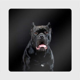 Магнит виниловый Квадрат с принтом Черный кан - корсо в Белгороде, полимерный материал с магнитным слоем | размер 9*9 см, закругленные углы | Тематика изображения на принте: animal | background | beast | black | breed | can   corso | cool | cute | dog | ears | fangs | jaw | look | muzzle | portrait | tongue | wool | взгляд | животное | зверь | кан   корсо | клыки | милый | пёс | порода | портрет | прикольно | псина | 