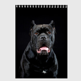 Скетчбук с принтом Черный кан - корсо в Белгороде, 100% бумага
 | 48 листов, плотность листов — 100 г/м2, плотность картонной обложки — 250 г/м2. Листы скреплены сверху удобной пружинной спиралью | animal | background | beast | black | breed | can   corso | cool | cute | dog | ears | fangs | jaw | look | muzzle | portrait | tongue | wool | взгляд | животное | зверь | кан   корсо | клыки | милый | пёс | порода | портрет | прикольно | псина | 