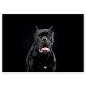 Поздравительная открытка с принтом Черный кан - корсо в Белгороде, 100% бумага | плотность бумаги 280 г/м2, матовая, на обратной стороне линовка и место для марки
 | Тематика изображения на принте: animal | background | beast | black | breed | can   corso | cool | cute | dog | ears | fangs | jaw | look | muzzle | portrait | tongue | wool | взгляд | животное | зверь | кан   корсо | клыки | милый | пёс | порода | портрет | прикольно | псина | 