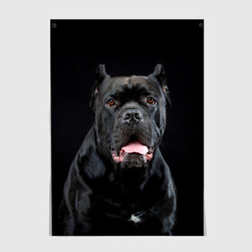 Постер с принтом Черный кан - корсо в Белгороде, 100% бумага
 | бумага, плотность 150 мг. Матовая, но за счет высокого коэффициента гладкости имеет небольшой блеск и дает на свету блики, но в отличии от глянцевой бумаги не покрыта лаком | Тематика изображения на принте: animal | background | beast | black | breed | can   corso | cool | cute | dog | ears | fangs | jaw | look | muzzle | portrait | tongue | wool | взгляд | животное | зверь | кан   корсо | клыки | милый | пёс | порода | портрет | прикольно | псина | 
