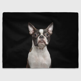 Плед 3D с принтом Бостонский терьер в Белгороде, 100% полиэстер | закругленные углы, все края обработаны. Ткань не мнется и не растягивается | animal | background | beast | black | boston | breed | color | cool | cute | dog | ears | jaw | look | muzzle | pet | portrait | terrier | white | wool | белый | бостон | взгляд | животное | зверь | милый | пёс | питомец | порода | портрет | прико