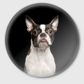 Значок с принтом Бостонский терьер в Белгороде,  металл | круглая форма, металлическая застежка в виде булавки | Тематика изображения на принте: animal | background | beast | black | boston | breed | color | cool | cute | dog | ears | jaw | look | muzzle | pet | portrait | terrier | white | wool | белый | бостон | взгляд | животное | зверь | милый | пёс | питомец | порода | портрет | прико