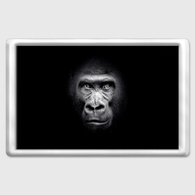 Магнит 45*70 с принтом Горилла в Белгороде, Пластик | Размер: 78*52 мм; Размер печати: 70*45 | animal | black | eyes | fauna | gorilla | gray | look | monkey | muzzle | primate | взгляд | глаза | горилла | животное | обезьяна | примат | серый | фауна | черный