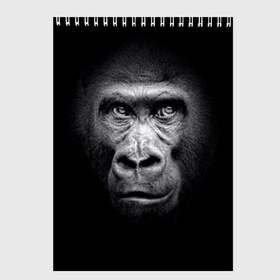 Скетчбук с принтом Горилла в Белгороде, 100% бумага
 | 48 листов, плотность листов — 100 г/м2, плотность картонной обложки — 250 г/м2. Листы скреплены сверху удобной пружинной спиралью | animal | black | eyes | fauna | gorilla | gray | look | monkey | muzzle | primate | взгляд | глаза | горилла | животное | обезьяна | примат | серый | фауна | черный