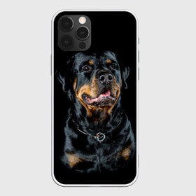 Чехол для iPhone 12 Pro Max с принтом Ротвейлер в Белгороде, Силикон |  | animal | black | breed | collar | dog | friend | glance | gloss | man | muzzle | rottweiler | взгляд | друг | животное | лоск | ошейник | пёс | порода | ротвейлер | собака | человека | черный