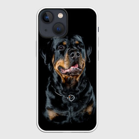 Чехол для iPhone 13 mini с принтом Ротвейлер в Белгороде,  |  | animal | black | breed | collar | dog | friend | glance | gloss | man | muzzle | rottweiler | взгляд | друг | животное | лоск | ошейник | пёс | порода | ротвейлер | собака | человека | черный