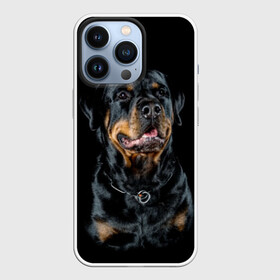 Чехол для iPhone 13 Pro с принтом Ротвейлер в Белгороде,  |  | animal | black | breed | collar | dog | friend | glance | gloss | man | muzzle | rottweiler | взгляд | друг | животное | лоск | ошейник | пёс | порода | ротвейлер | собака | человека | черный